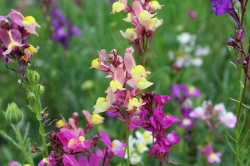 Wildflowers and grasses in a summer meadow
