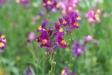 purple flowers in the garden