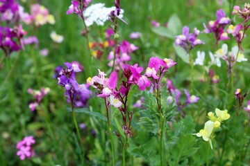 Wildflowers and grasses in a summer meadow