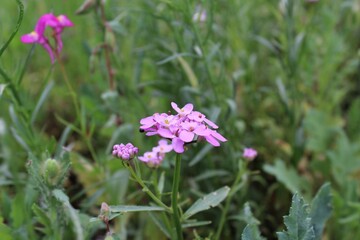 summer flowers and grass in the meadow	
