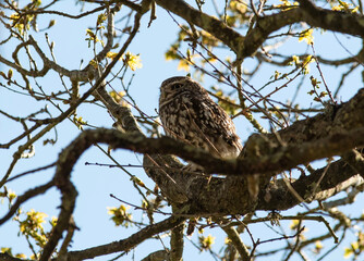 Chevêche d'athéna perchée sur une branche