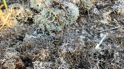Whimsical reindeer lichen carpets forest floor, whispering ancient folktales and biodiverse...