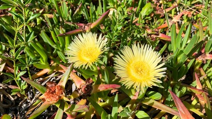 Golden ice plants bask in sunlit chorus, evoking Groundhog Days fickle shadows, suggesting...