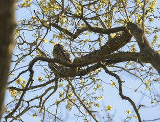Chevêche d'athéna perchée sur une branche