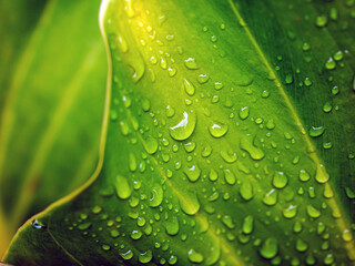 Beautiful large drop morning dew in nature, Drops of clean transparent water on leaves. Sun glare...