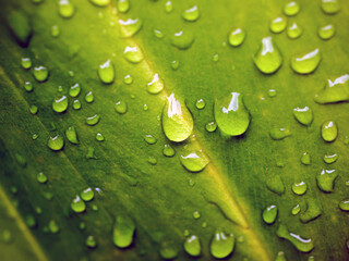 Beautiful large drop morning dew in nature, Drops of clean transparent water on leaves. Sun glare...
