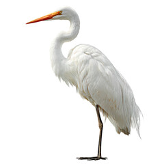 Obraz premium Elegant White Heron Bird Isolated on Black Background – High Quality PNG