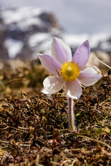 open purple pasque flower in the Italian Dolomites - blurred mountains in the background