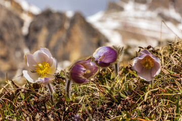 open purple pasque flower in the Italian Dolomites - blurred mountains in the background