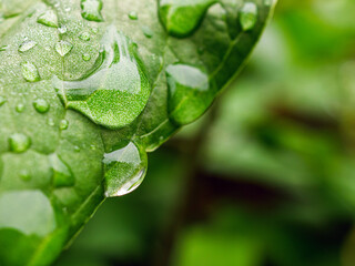 Beautiful large drop morning dew in nature, Drops of clean transparent water on leaves. Sun glare in drop. rainy season natural background