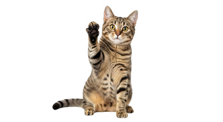 Tabby Cat Raising Paw Black Background