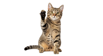 Tabby Cat Raising Paw Black Background