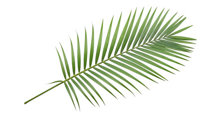Single Palm Leaf On Black Background