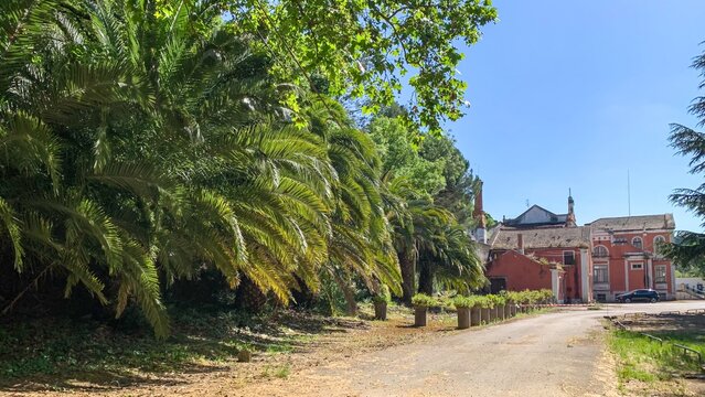 Ancient palm shadows dance near rustic villa, echoing Iberian festival whispers and hidden tales of La Tomatina's embrace