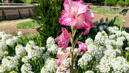 Pink gladiolus in bloom amidst delicate white blossoms, evoking Victorian floriography and Imbolc's...