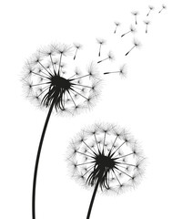 Vector illustration dandelion time. Black Dandelion seeds blowing in the wind. The wind inflates a dandelion isolated on a white background.