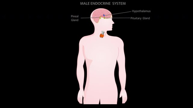 Endocrine system parts, male anatomy. Explanations animation.  Thyroid, Parathyroids, Adrenals, Pineal Hypothalamus, Pituitary Gland, Reproductive organs Testicles, Pancreas. Alpha channel footage