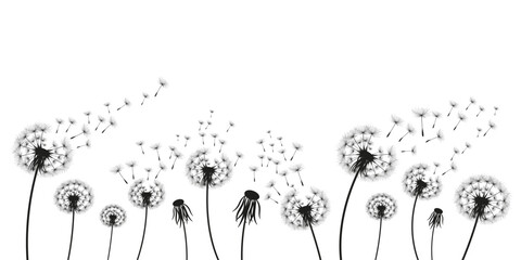 Vector illustration dandelion time. Black Dandelion seeds blowing in the wind. The wind inflates a dandelion isolated on a white background.