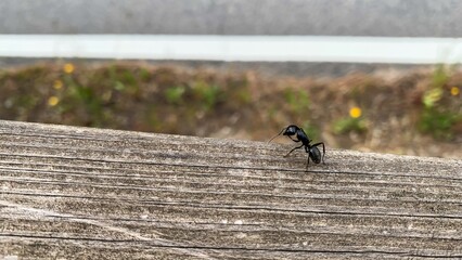 A solitary ant scales rustic textures, evoking zen-like perseverance, fitting for World...