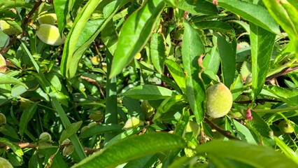 In the verdant embrace of lush foliage, young peaches whisper secrets of Lunasa harvest and verdant...