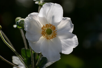 逆光に透ける白いシュウメイギク
