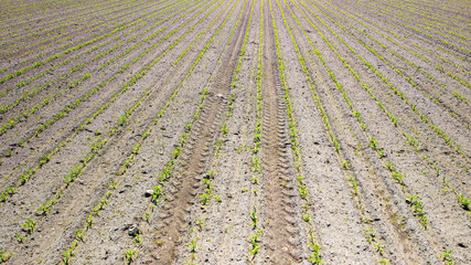 Aerial View of a Corn Field in Spring with Tractor Tracks — Cultivated Agricultural Land, Natural...
