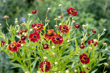 Natural closeup on the colorful orange blossoming common, Helenium autumnale , in the garden