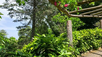 Vibrant foliage under sunlit trellis whispers secrets of midsummer's eve, botanical sanctuary,...