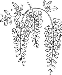 wisteria flower line drawing with leaves and hanging blossoms vector illustration