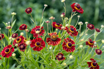 Natural closeup on the colorful orange blossoming common, Helenium autumnale , in the garden