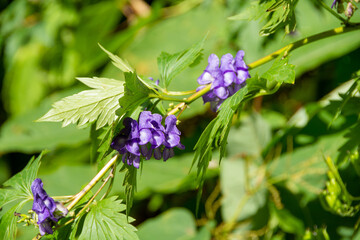 秋の野山に咲く紫色の花　トリカブト
