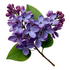 Lilac blossom sprig isolated on transparent background