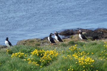 Atlantic Puffins Resting on Green Grass in Sunlight
