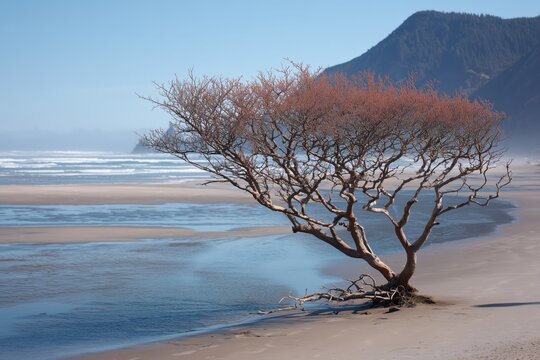 A unique, leafless manzanita tree stands on the sandy beach