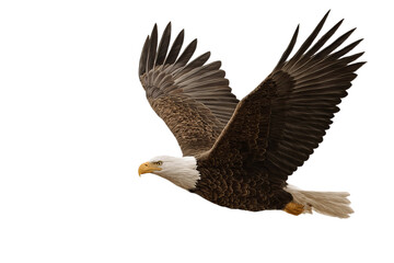 bald eagle png