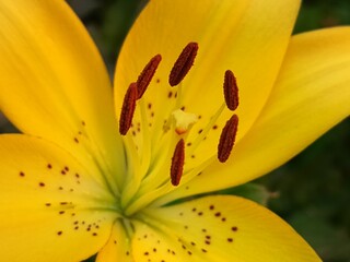 yellow lily with brown stamens close-up