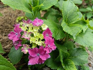 Hydrangea  “Curly Sparkle Blue Purple”