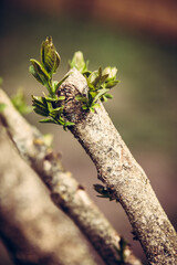 Lilac bush sprouting new branches