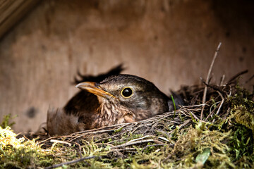 a female blackbird sits in her nest