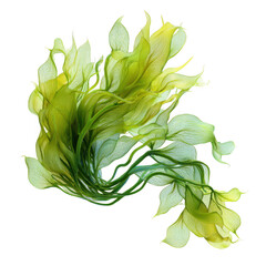 Green leafy plant isolated on transparent background