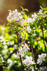 beautiful blossom branch of an apple tree in the morning sun