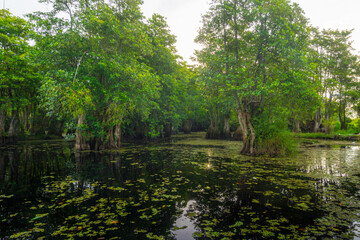 the beauty of Indonesia with mangrove forests and beaches at sunset