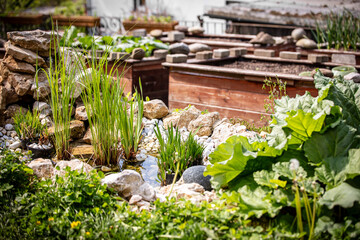a beautiful small pond with many plants
