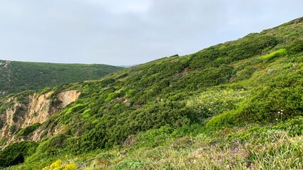 A lush, windswept coastal hillside whispers stories of ancient Earth Day gatherings, vibrant flora under a gentle maritime sky