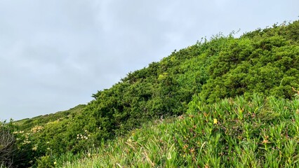 Rolling verdant hills, lush green tapestry unfolds under overcast whispers, reminiscent of Lughnasadh and Earth Day celebrations