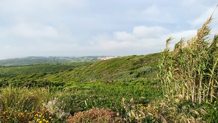 Verdant coastal hillside, wild flora embrace the salty breeze, perfect for Midsummer's Day meditation or serene Earth Day reflection