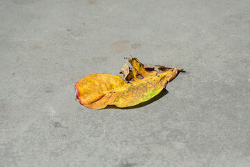A dead yellow leaf on the ground of a street. Nature