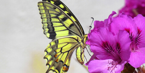 Natura