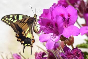 Natura
