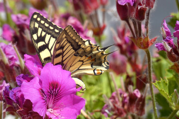 Natura